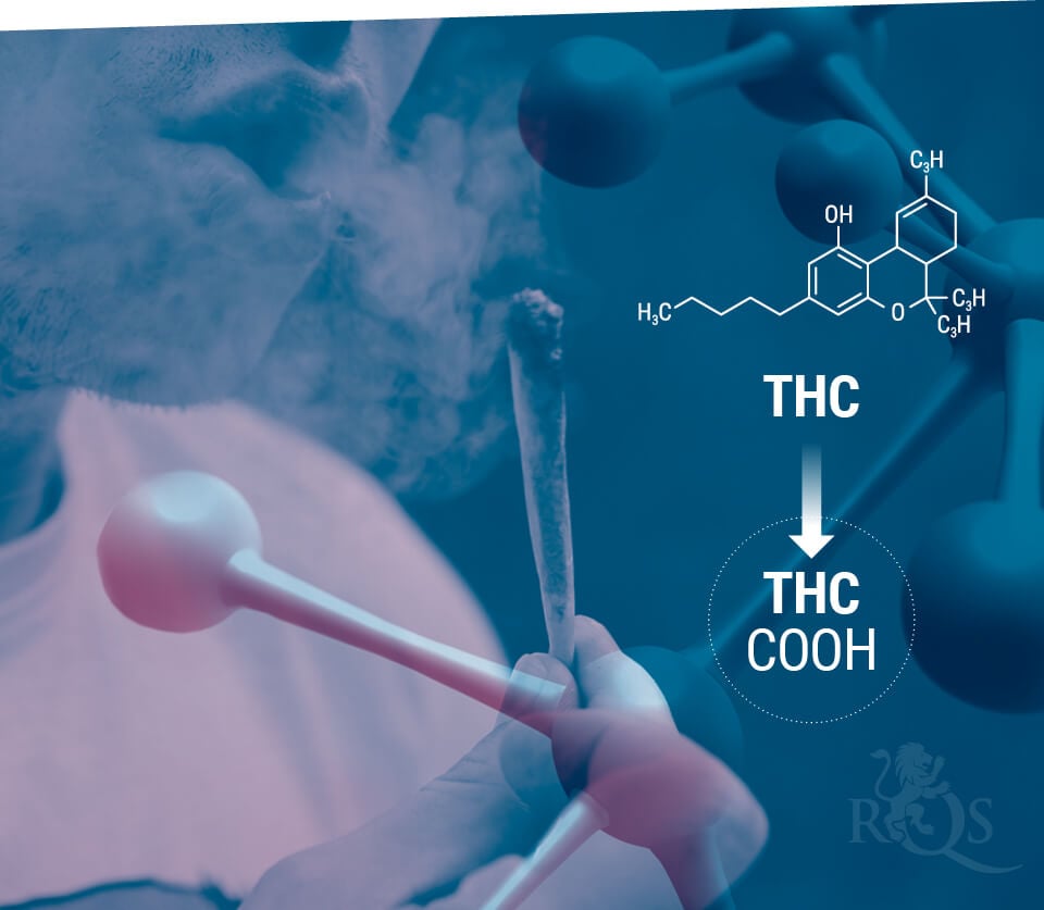 Metabolismo y almacenamiento del THC