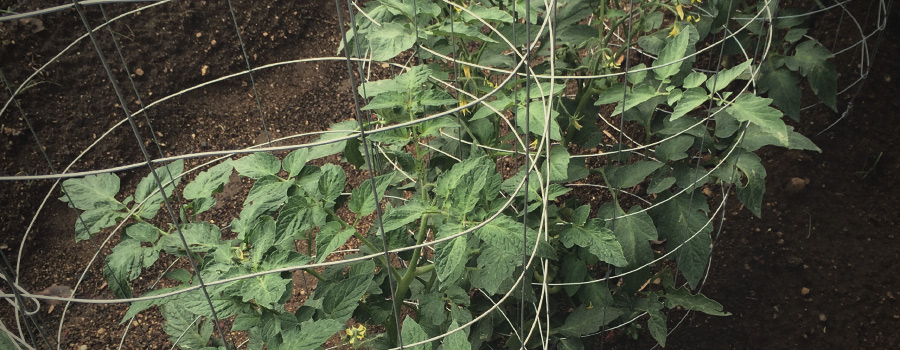 Jaulas De Tomate Apoyo Cogollos Jaulas De Tomate Apoyo Cogollos
