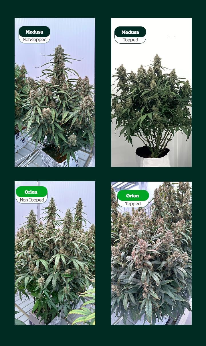 Comparación de plantas de cannabis con topping y sin topping (Medusa y Orion): una cola principal vs múltiples colas