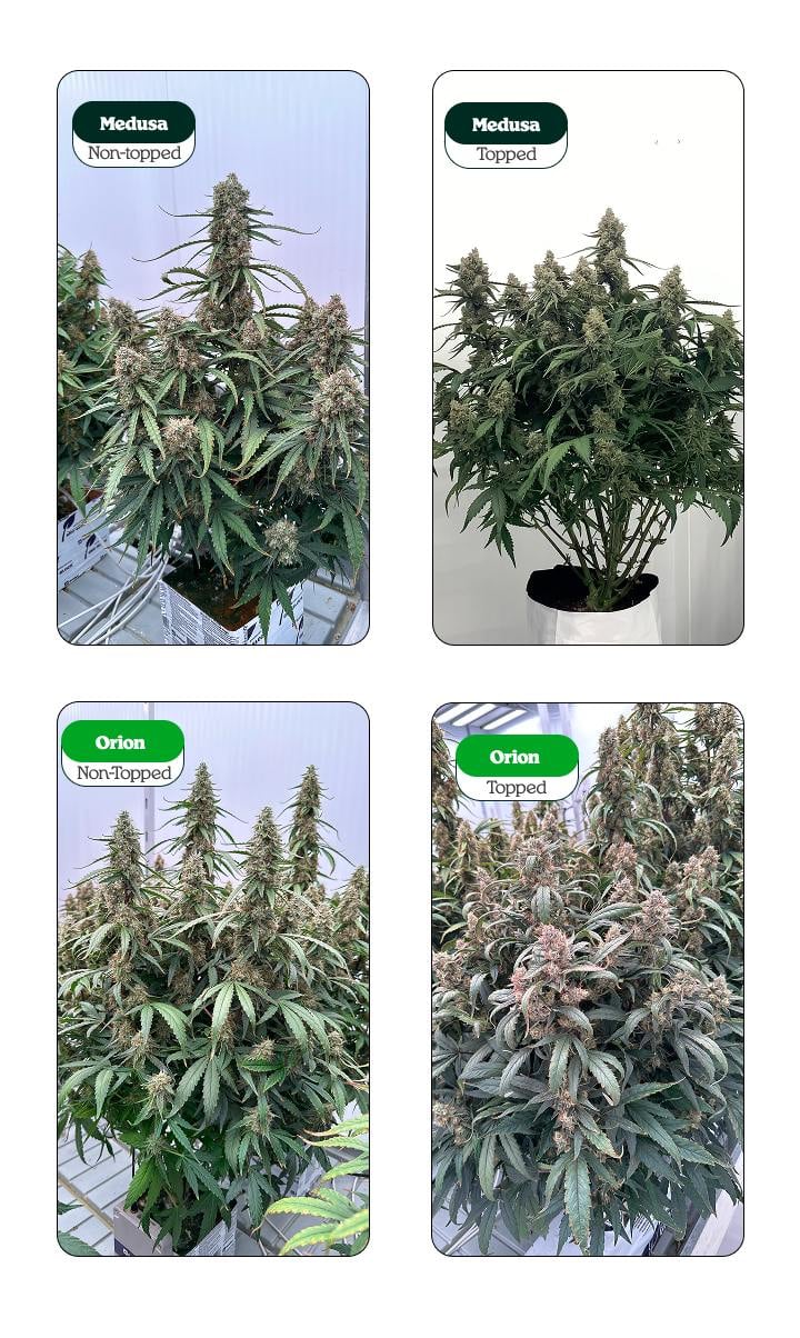 Comparación de plantas de cannabis con topping y sin topping (Medusa y Orion): una cola principal vs múltiples colas