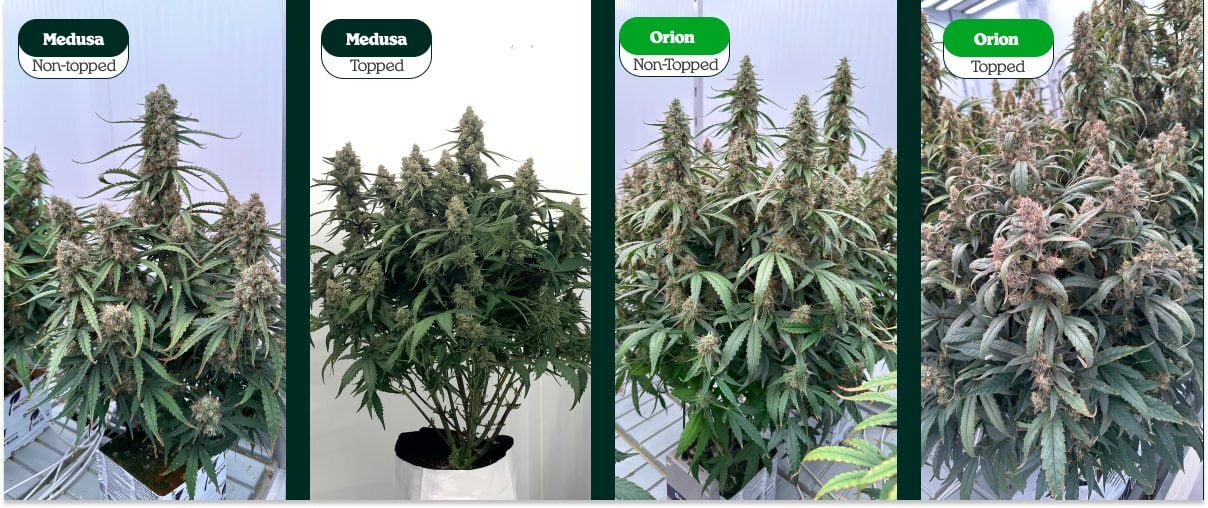 Comparación de plantas de cannabis con topping y sin topping (Medusa y Orion): una cola principal vs múltiples colas