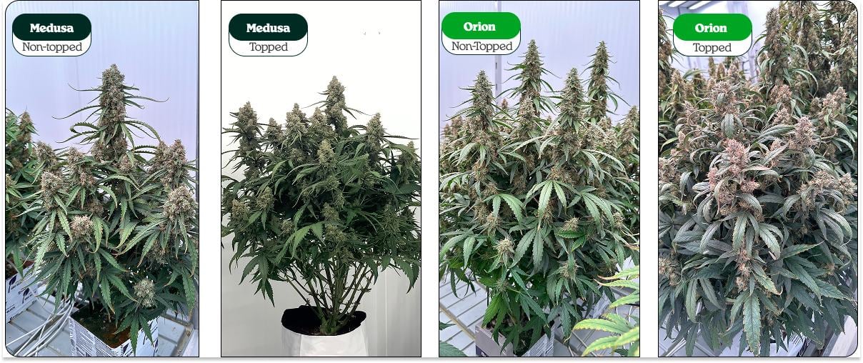 Comparación de plantas de cannabis con topping y sin topping (Medusa y Orion): una cola principal vs múltiples colas