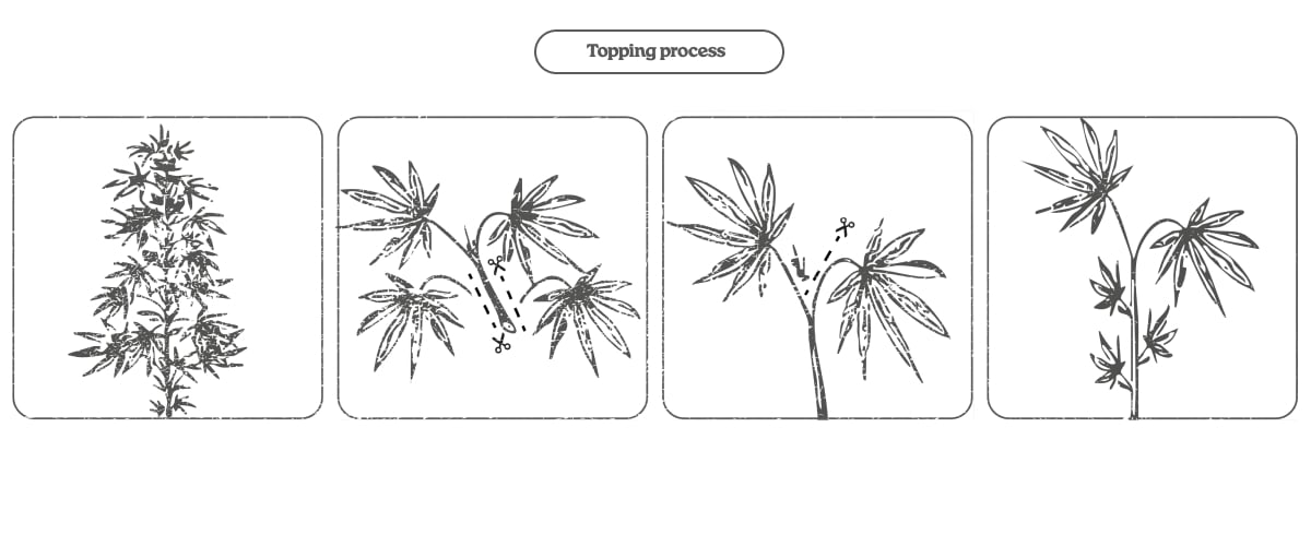 Diagrama del proceso de topping en una planta de cannabis: cortar el ápice para estimular dos brotes principales y más colas
