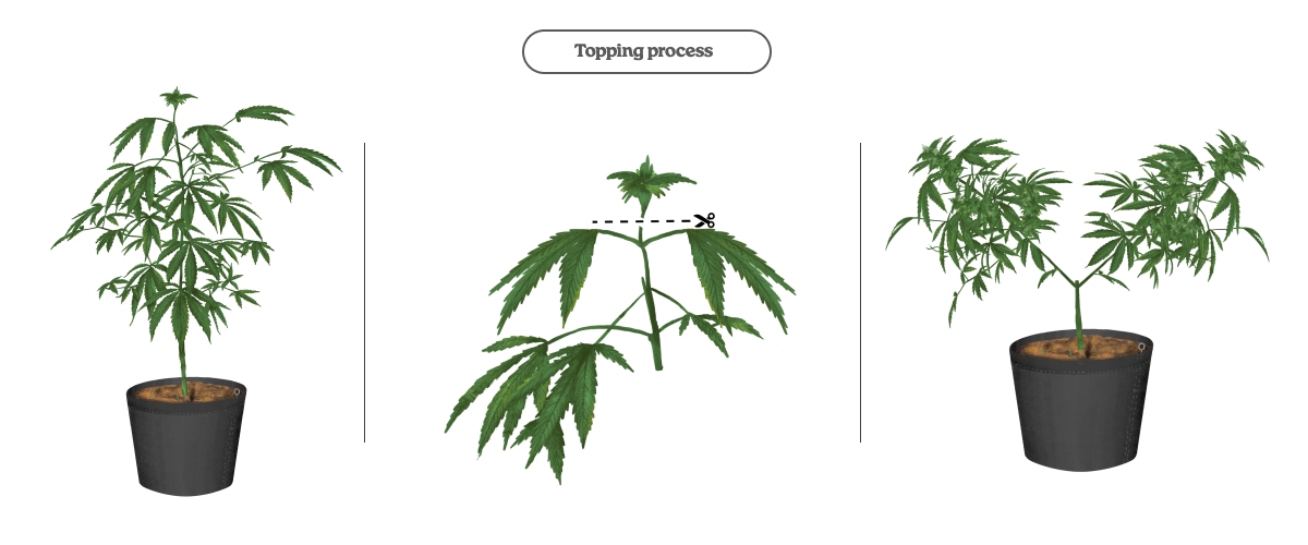 Diagrama del proceso de topping en una planta de cannabis: cortar el ápice para estimular dos brotes principales y más colas