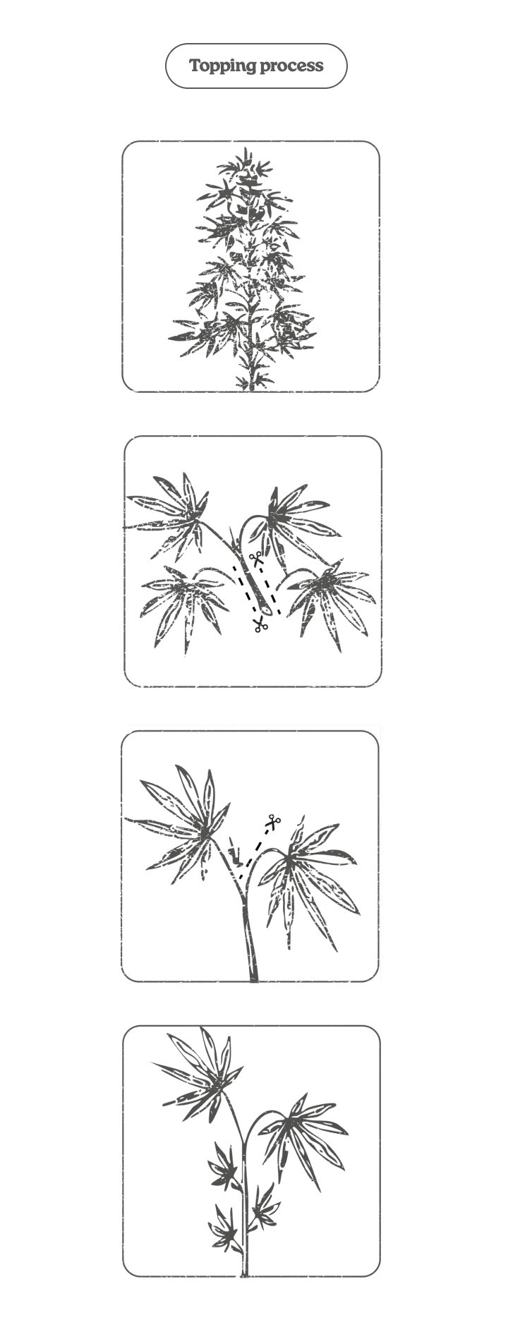 Diagrama del proceso de topping en una planta de cannabis: cortar el ápice para estimular dos brotes principales y más colas