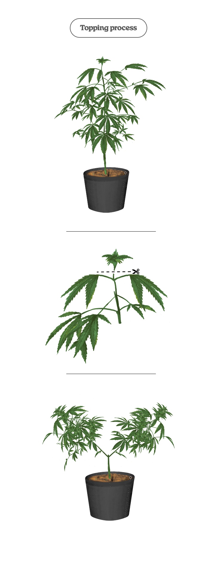 Diagrama del proceso de topping en una planta de cannabis: cortar el ápice para estimular dos brotes principales y más colas
