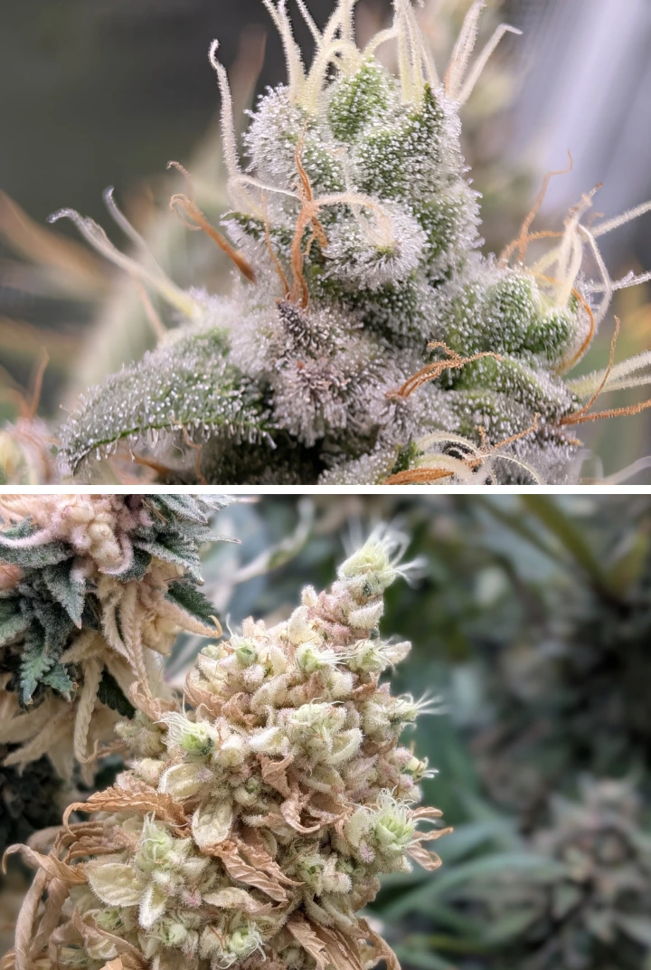 Cogollos de cannabis resinosos con tricomas escarchados Primer plano de cogollos de cannabis resinosos con tricomas escarchados, pistilos claros y una estructura de floración densa.