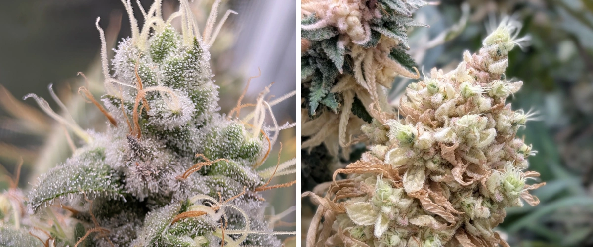 Cogollos de cannabis resinosos con tricomas escarchados Primer plano de cogollos de cannabis resinosos con tricomas escarchados, pistilos claros y una estructura de floración densa.