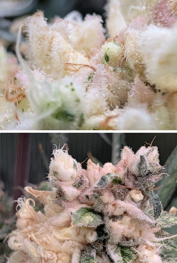 Cogollos de cannabis escarchados con flores resinosas rosa pálido Primer plano macro de cogollos de cannabis escarchados con una gruesa capa de tricomas, tonos rosa pálido y flores densas y resinosas.