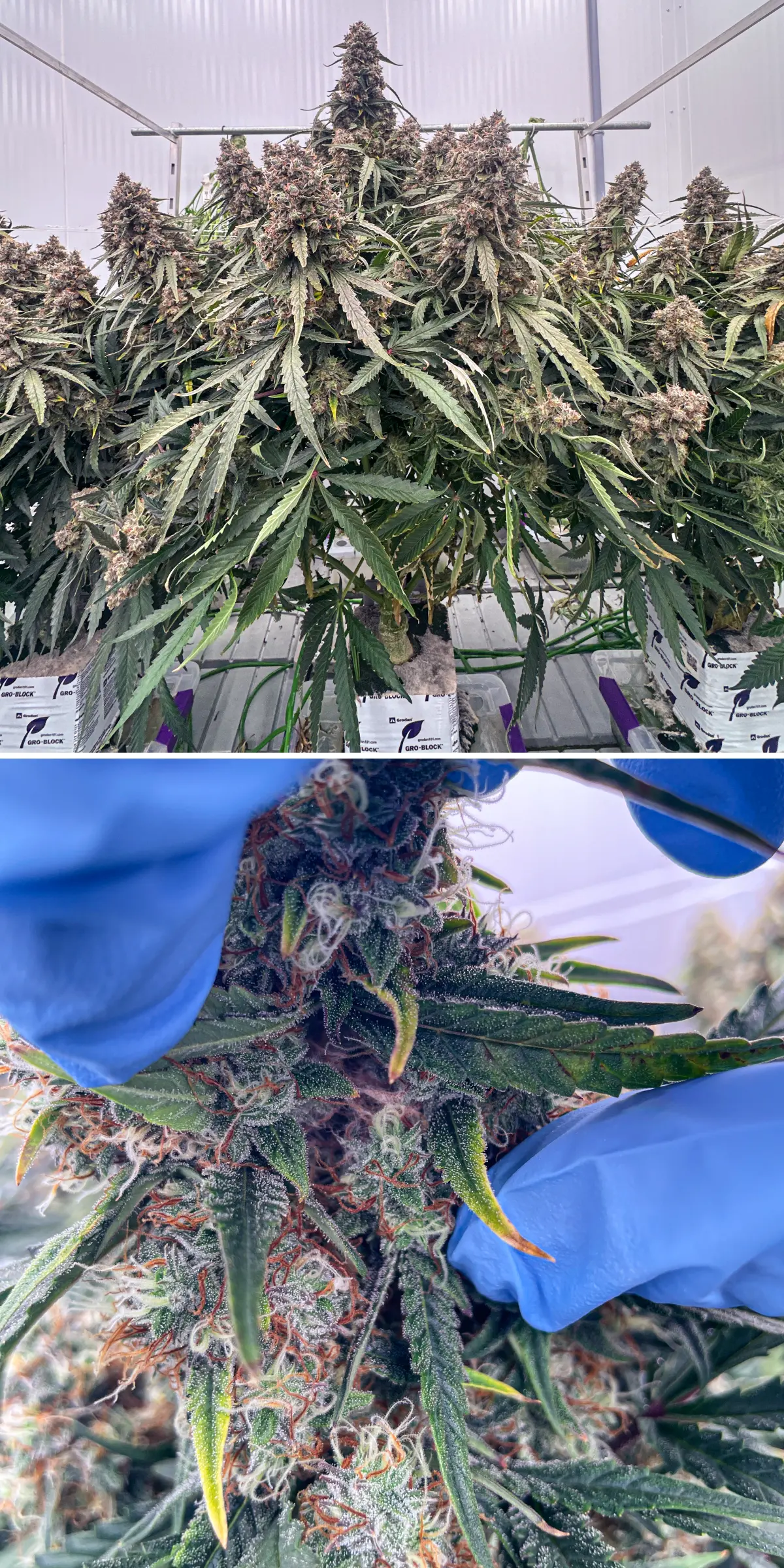 Plantas de cannabis en floración avanzada durante un ensayo controlado en lana de roca, mostrando colas densas y resinosas, tricomas escarchados, pistilos naranjas e inspección cercana de las flores para el análisis de terpenos.