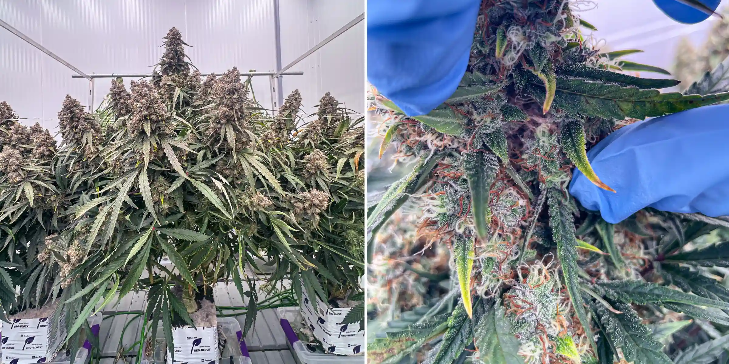 Plantas de cannabis en floración avanzada durante un ensayo controlado en lana de roca, mostrando colas densas y resinosas, tricomas escarchados, pistilos naranjas e inspección cercana de las flores para el análisis de terpenos.