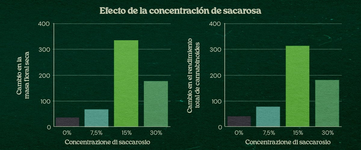 Gráfica efecto concentración de sucrosa en técnica PSIS hasta +31% peso seco flores y +34% rendimiento total cannabinoides con 15% a 30% sucrosa