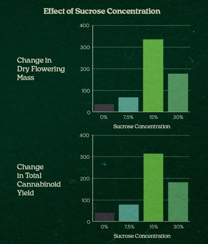 Gráfica efecto concentración de sucrosa en técnica PSIS hasta +31% peso seco flores y +34% rendimiento total cannabinoides con 15% a 30% sucrosa