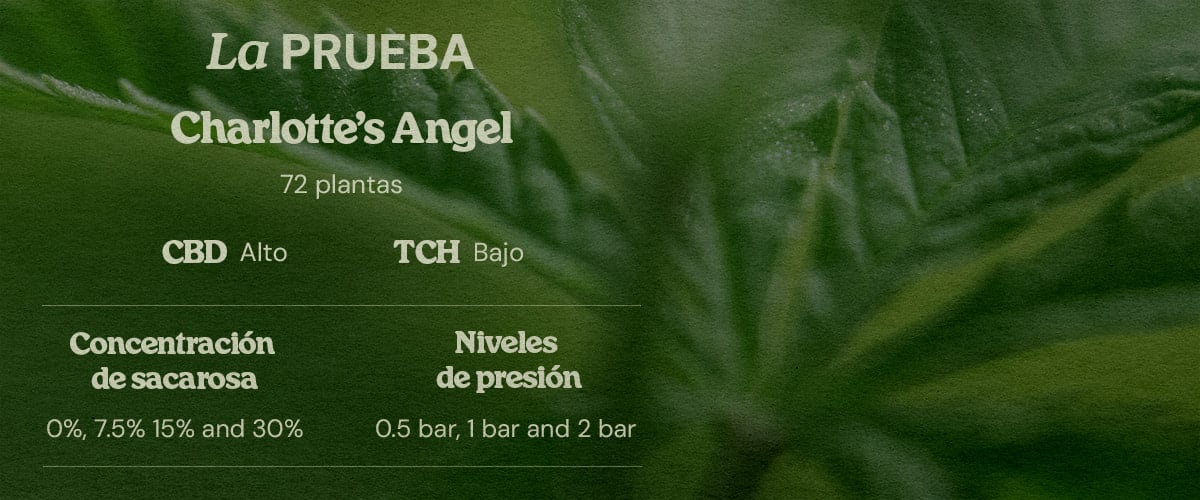 Diseño prueba PSIS con Charlotte’s Angel 72 plantas alto CBD bajo THC concentraciones sucrosa 0% 7.5% 15% 30% y presiones 0.5 bar 1 bar 2 bar