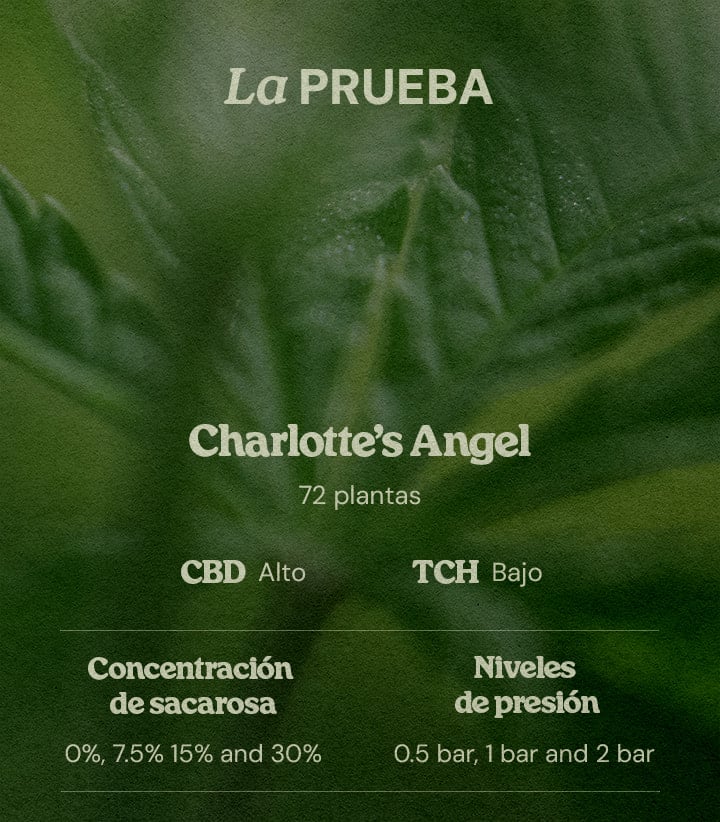 Diseño prueba PSIS con Charlotte’s Angel 72 plantas alto CBD bajo THC concentraciones sucrosa 0% 7.5% 15% 30% y presiones 0.5 bar 1 bar 2 bar