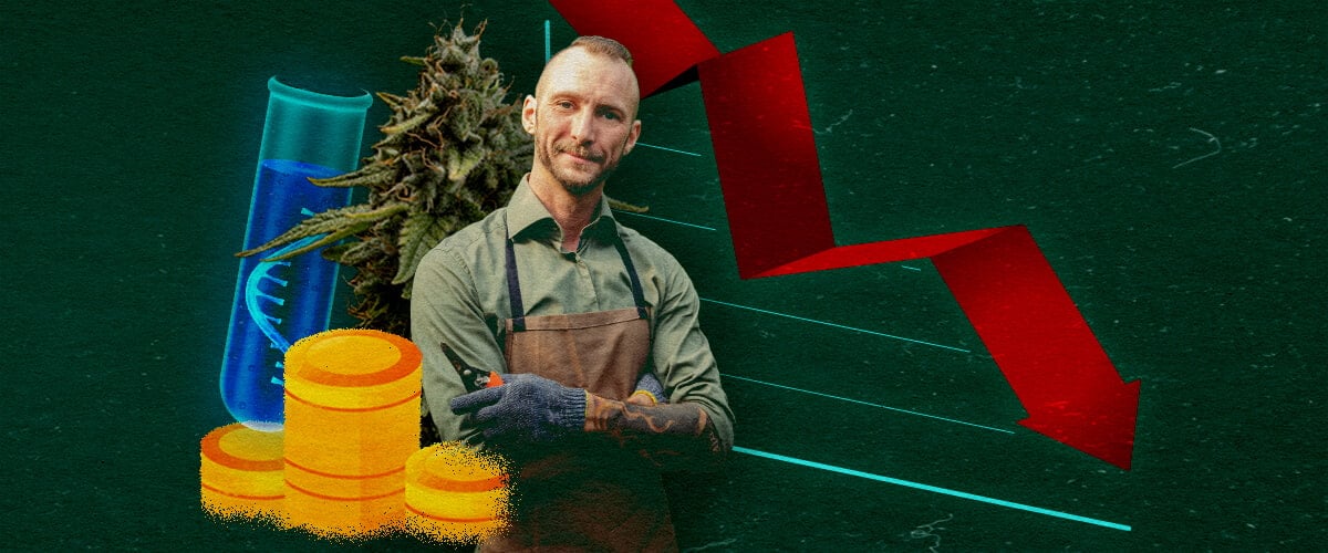Impacto Económico en Cultivadores de Cannabis Cultivador de cannabis con tubo de ensayo, monedas y gráfico rojo descendente en fondo verde, mostrando impacto económico.