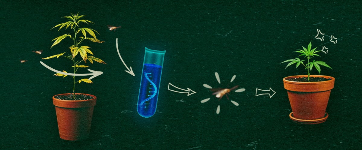 Plantas de cannabis con tubo de ensayo y moscas blancas en fondo verde, mostrando el proceso de transmisión de CCYV. Cannabis plants with test tube and whiteflies on green background, depicting CCYV transmission process.