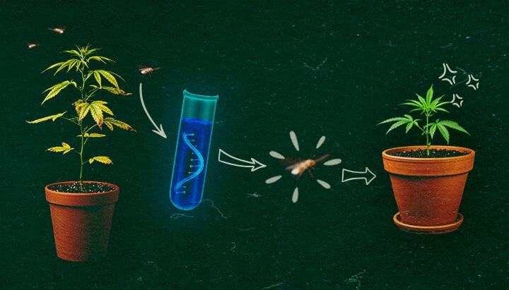 Moscas blancas en la transmisión de CCYV Plantas de cannabis con tubo de ensayo y moscas blancas en fondo verde, mostrando el proceso de transmisión de CCYV.