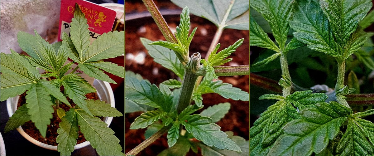 Collage en 5 pasos mostrando cómo podar cannabis: plántula, corte de la punta superior, tallo post-corte, nuevo crecimiento con estaca, ramificación temprana.