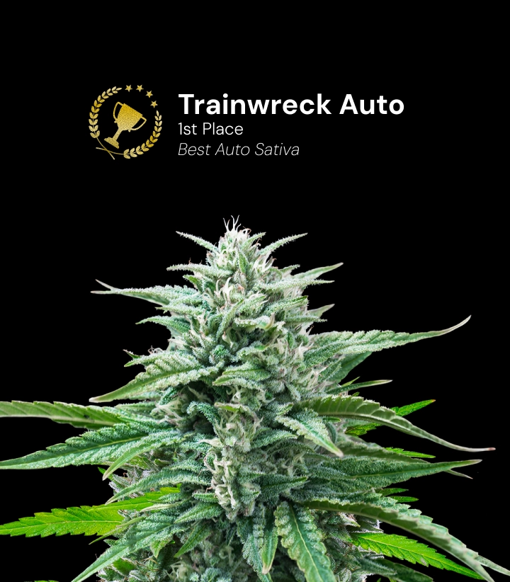 Trainwreck Auto, variedad de cannabis premiada Descubre Trainwreck Auto, una variedad de cannabis autofloreciente premiada que ganó el 1.er puesto en la categoría Best Auto Sativa.