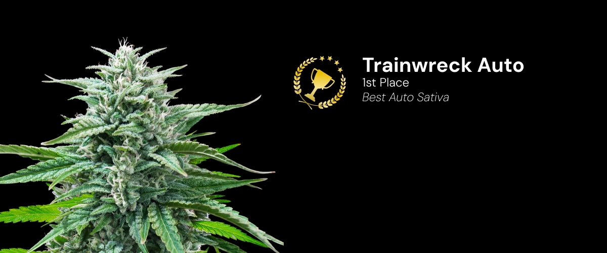Trainwreck Auto, variedad de cannabis premiada Descubre Trainwreck Auto, una variedad de cannabis autofloreciente premiada que ganó el 1.er puesto en la categoría Best Auto Sativa.