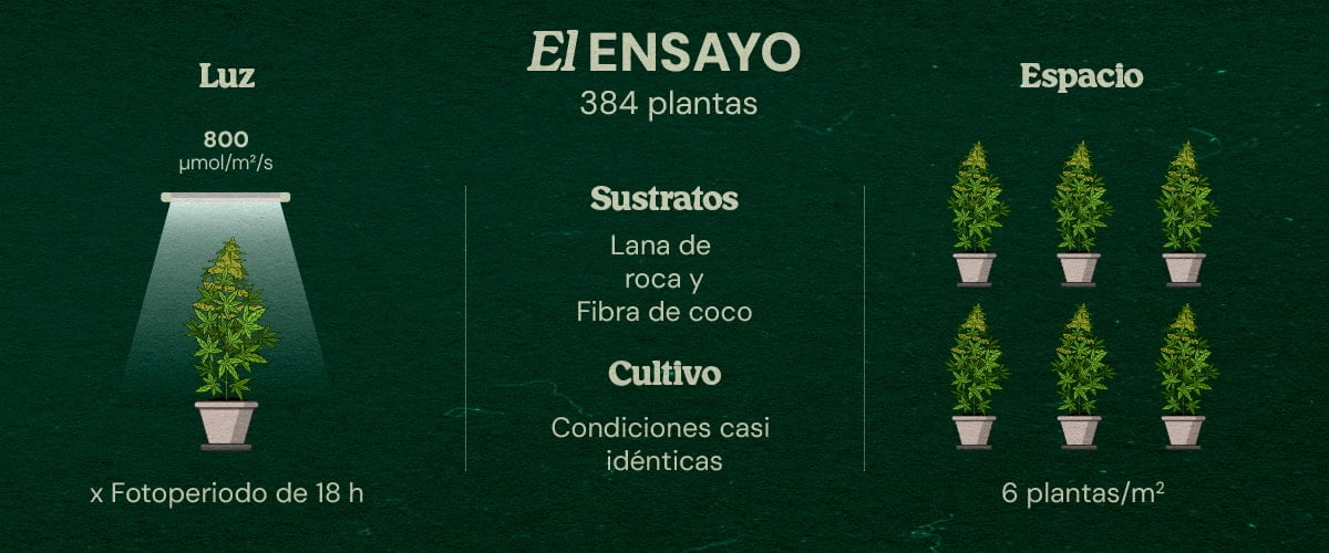 Ensayo Gaia F1 Cannabis: 384 Plantas en Lana de Roca y Coco Infografía del ensayo Gaia F1 de cannabis con 384 plantas bajo luz LED 800 μmol/m²/s, fotoperíodo 18h, sustratos lana de roca y coco, condiciones casi idénticas, 6 plantas por m².