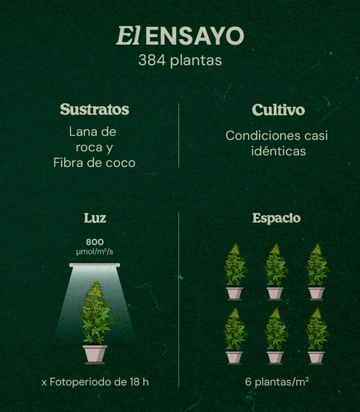 Ensayo Gaia F1 Cannabis: 384 Plantas en Lana de Roca y Coco Infografía del ensayo Gaia F1 de cannabis con 384 plantas bajo luz LED 800 μmol/m²/s, fotoperíodo 18h, sustratos lana de roca y coco, condiciones casi idénticas, 6 plantas por m².