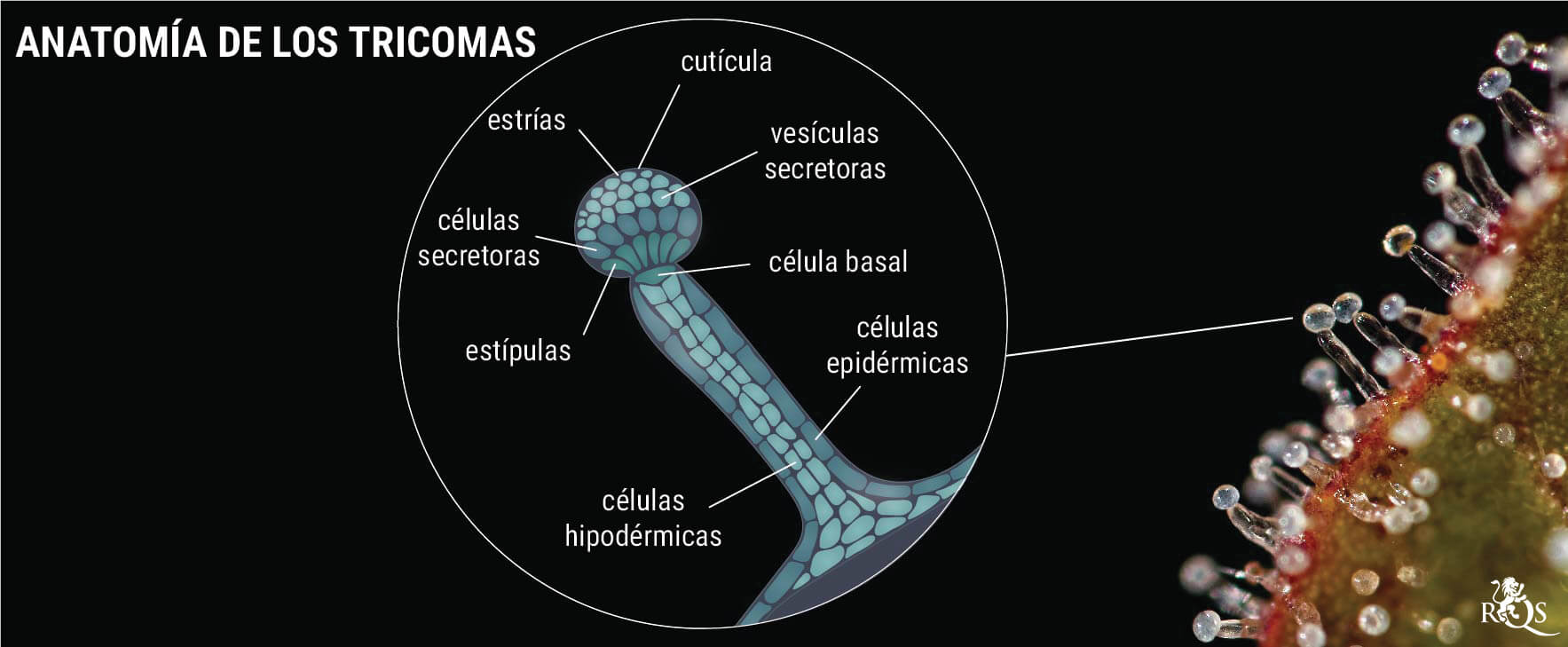 Genética: la clave para conseguir unos cogollos resinosos