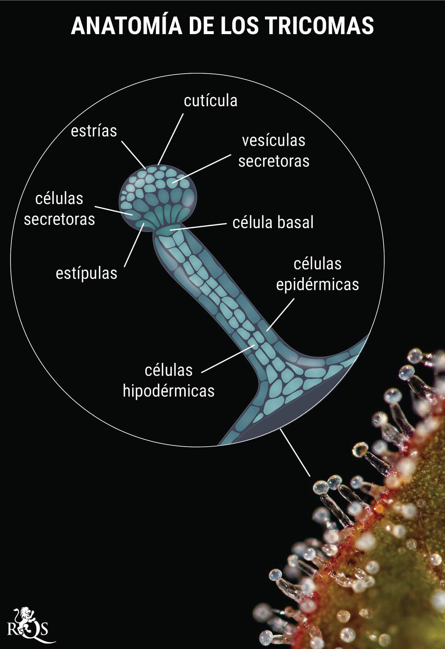 Genética: la clave para conseguir unos cogollos resinosos