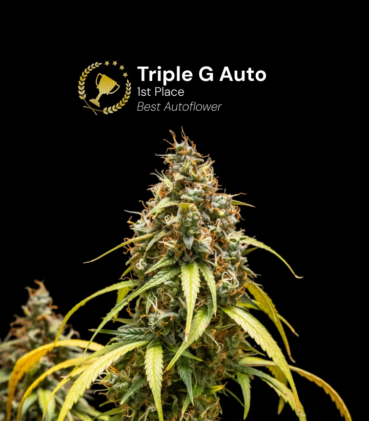 Triple G Auto, variedad de cannabis premiada Descubre Triple G Auto, una variedad de cannabis autofloreciente y premiada, con cogollos resinosos y un impresionante potencial de crecimiento.