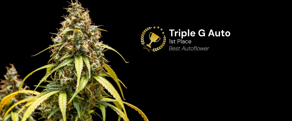 Triple G Auto, variedad de cannabis premiada Descubre Triple G Auto, una variedad de cannabis autofloreciente y premiada, con cogollos resinosos y un impresionante potencial de crecimiento.