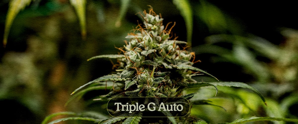 Triple G Auto Triple G Auto