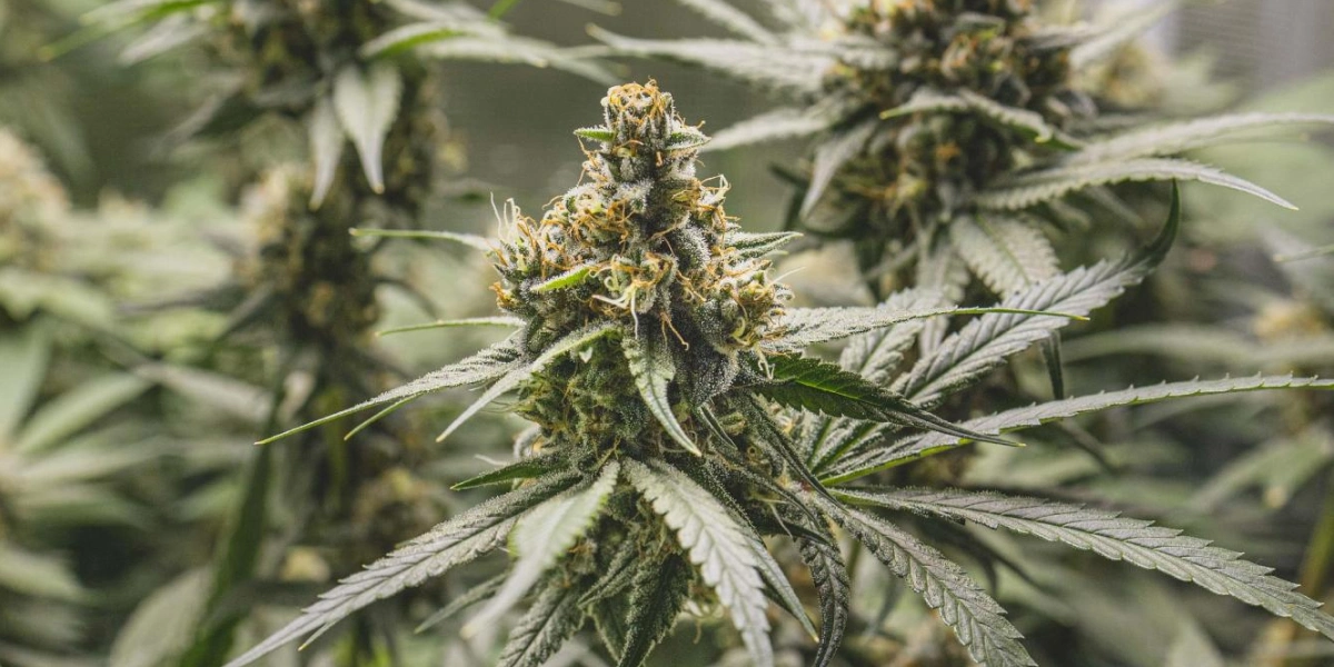 Planta de cannabis Tropical Mirage con cogollos densos y resinosos, pistilos naranjas, hojas escarchadas y crecimiento de floración compacto.