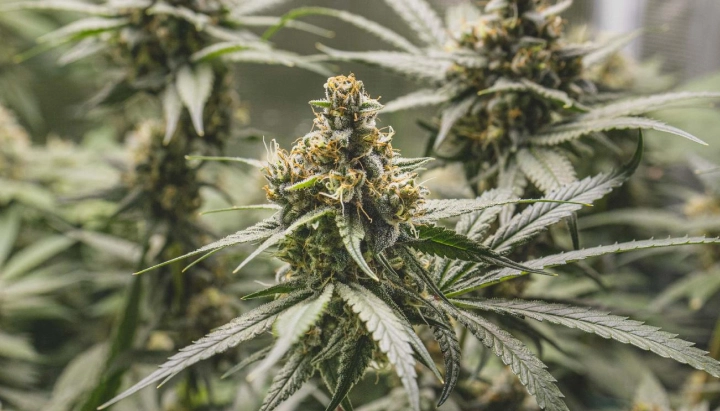Tropical Mirage: variedad compacta con alto contenido de THC Planta de cannabis Tropical Mirage con cogollos densos y resinosos, pistilos naranjas, hojas escarchadas y crecimiento de floración compacto.