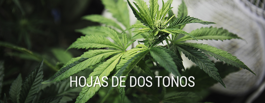 Hojas De Dos Tonos Cannabis Mutación Hojas De Dos Tonos Cannabis Mutación