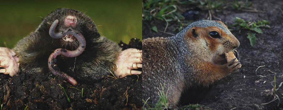 Plagas Animales Cultivo Al Aire Libre