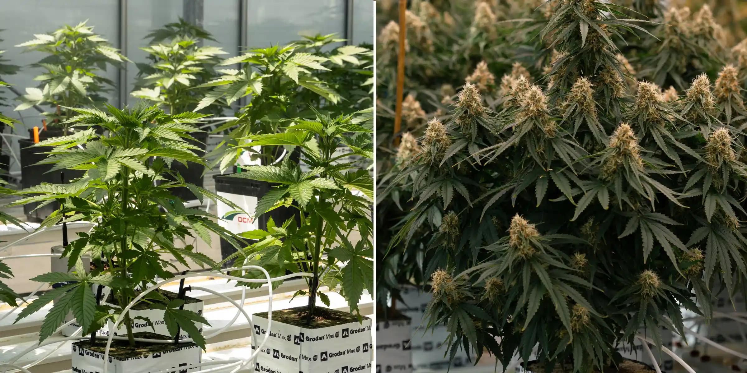 Comparación lado a lado de plantas de cannabis en fase vegetativa y de floración, mostrando plantas jóvenes en bloques de lana de roca con líneas de riego junto a plantas maduras con colas florales densas.