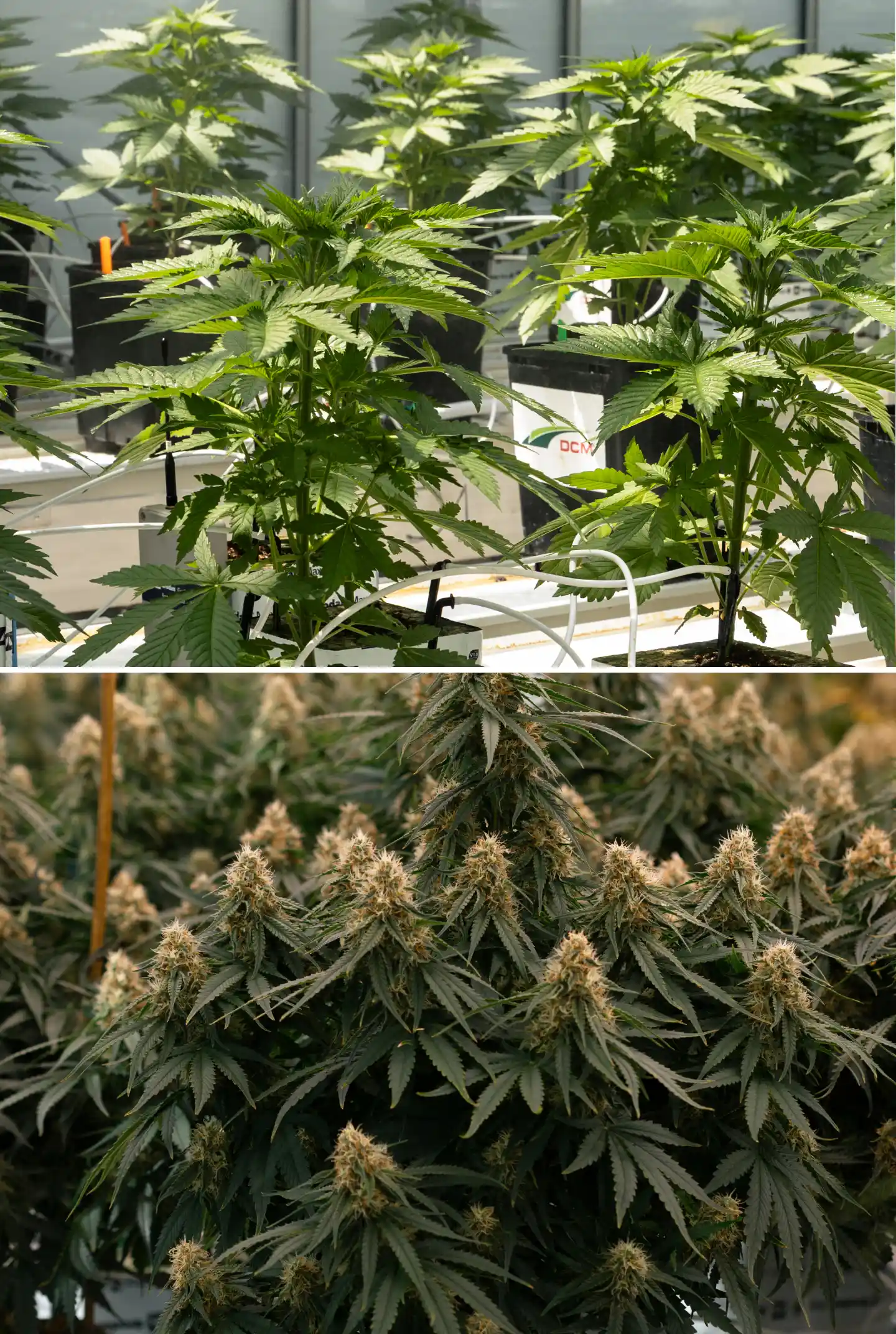 Comparación lado a lado de plantas de cannabis en fase vegetativa y de floración, mostrando plantas jóvenes en bloques de lana de roca con líneas de riego junto a plantas maduras con colas florales densas.