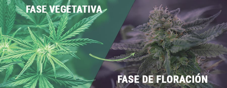 Fase Vegetación, Floración 