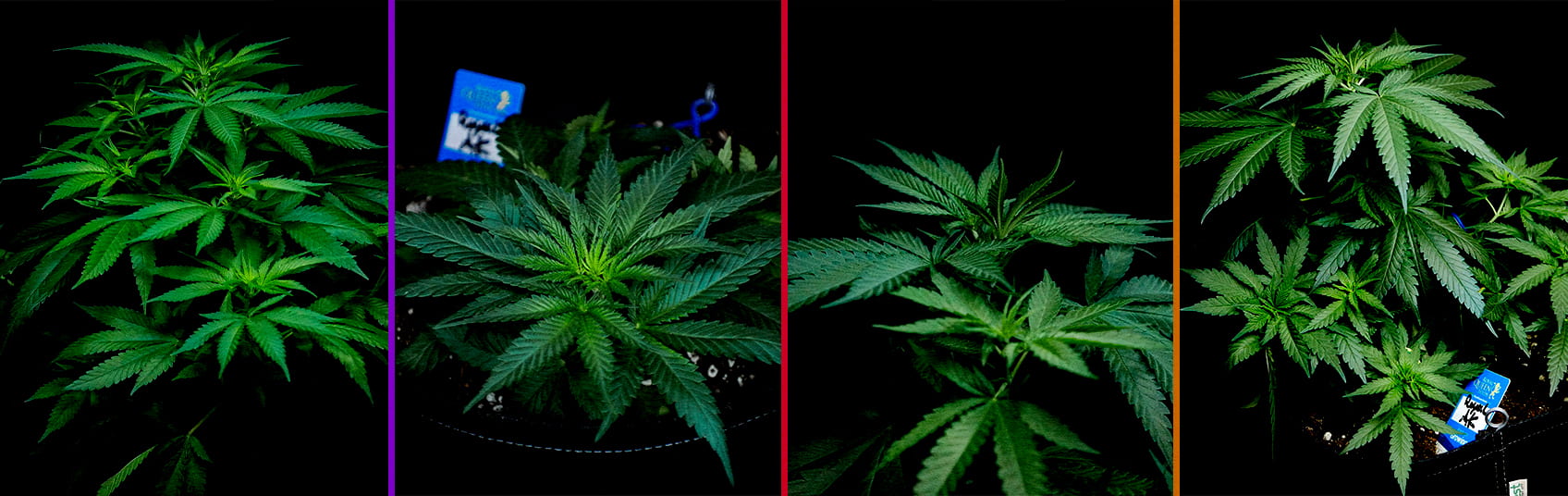 Fase Vegetativa de Royal AK Guía de Cultivo de Cannabis Una ilustración de una planta de cannabis Royal AK en la fase vegetativa, mostrando brotes y ramas sanas con un fondo verde, guiando a los cultivadores en el proceso de optimización del crecimiento.