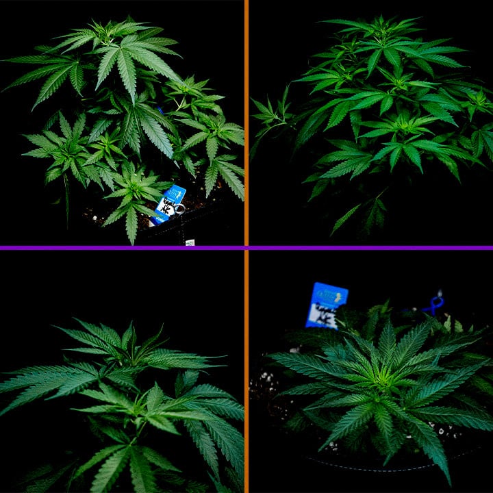 Fase Vegetativa de Royal AK Guía de Cultivo de Cannabis Una ilustración de una planta de cannabis Royal AK en la fase vegetativa, mostrando brotes y ramas sanas con un fondo verde, guiando a los cultivadores en el proceso de optimización del crecimiento.