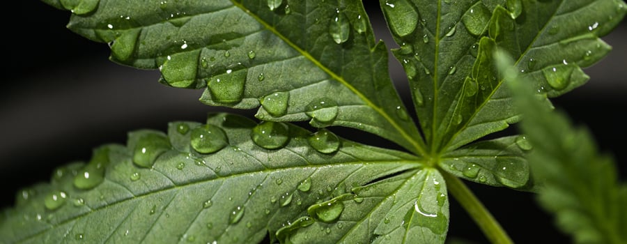 Oil cannabis whitefly pest organic insecticides