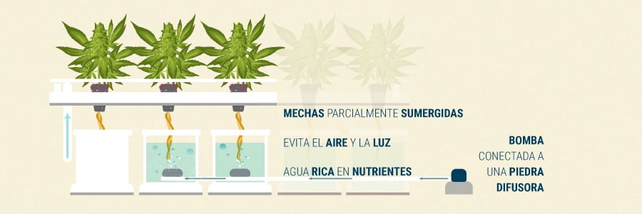 Sistema De Mecha Técnica Hidropónica en Cultivos de Cannabis Sistema De Mecha Técnica Hidropónica en Cultivos de Cannabis