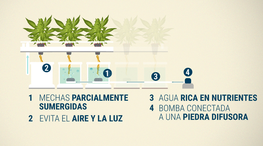 Sistema De Mecha Técnica Hidropónica en Cultivos de Cannabis Sistema De Mecha Técnica Hidropónica en Cultivos de Cannabis