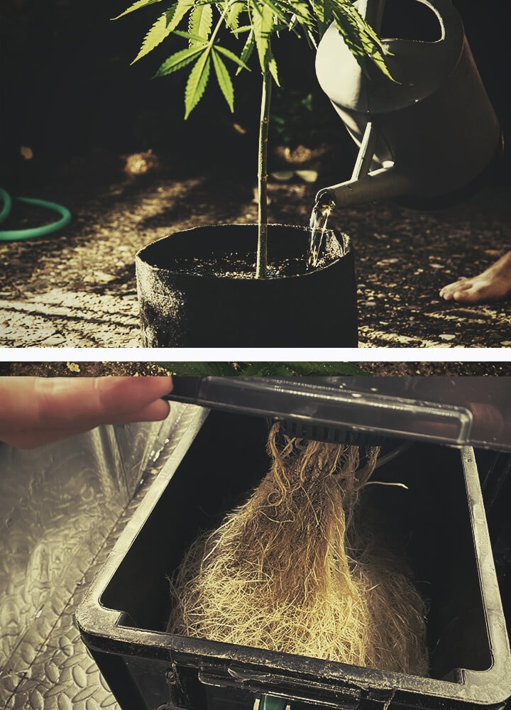Las raíces de las plantas de cannabis se extienden en busca de agua y nutrientes
