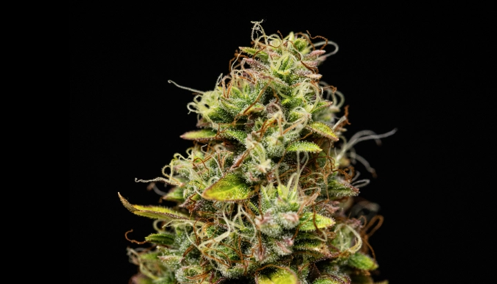 Cogollo de cannabis Wedding Cake Auto con flores densas y resinosas, pistilos naranjas, hojas de azúcar verdes y crecimiento compacto sobre un fondo oscuro.