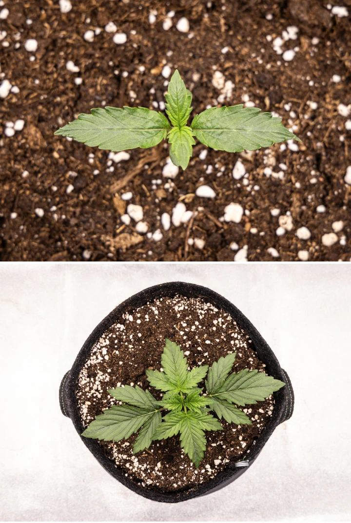 Grow report de Wedding Cake Auto: semana 1, etapa de plántula Plántula de cannabis Wedding Cake Auto creciendo en tierra durante la semana 1 del grow report, mostrando el desarrollo temprano de las hojas, un crecimiento verde saludable, sustrato rico en perlita y una maceta de tela.