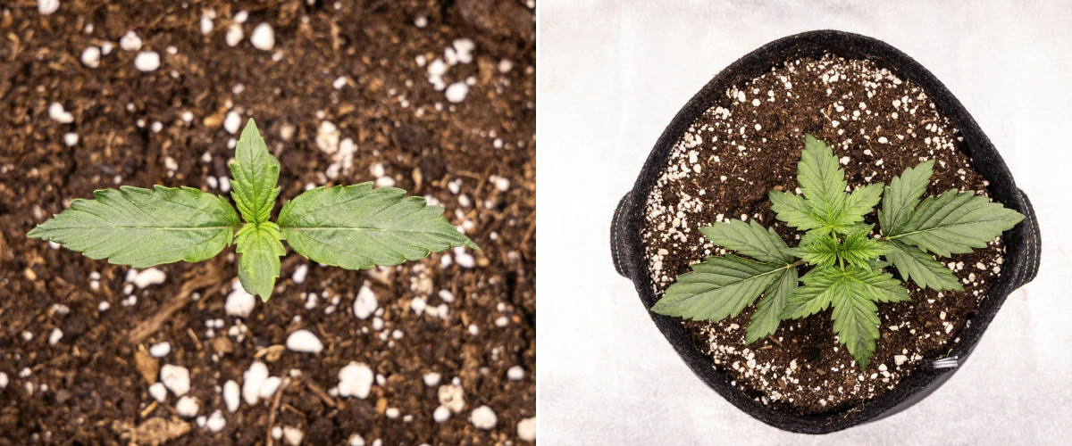 Grow report de Wedding Cake Auto: semana 1, etapa de plántula Plántula de cannabis Wedding Cake Auto creciendo en tierra durante la semana 1 del grow report, mostrando el desarrollo temprano de las hojas, un crecimiento verde saludable, sustrato rico en perlita y una maceta de tela.