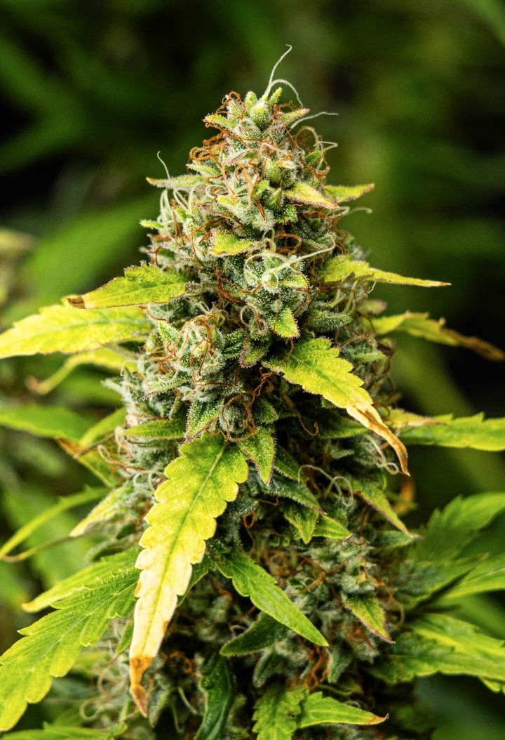 Primer plano de cogollos de cannabis Wedding Cake Auto durante la semana 10 del grow report, mostrando flores densas y resinosas, pistilos naranjas, tricomas escarchados y hojas de floración tardía en proceso de decoloración.