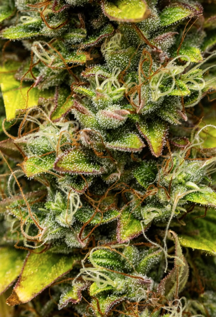 Grow report de Wedding Cake Auto: semana 12, cogollos listos para cosechar Primer plano de cogollos de cannabis Wedding Cake Auto durante la semana 12 del grow report, mostrando flores resinosas listas para cosechar, una densa cobertura de tricomas, pistilos naranjas y hojas de floración tardía en proceso de decoloración.